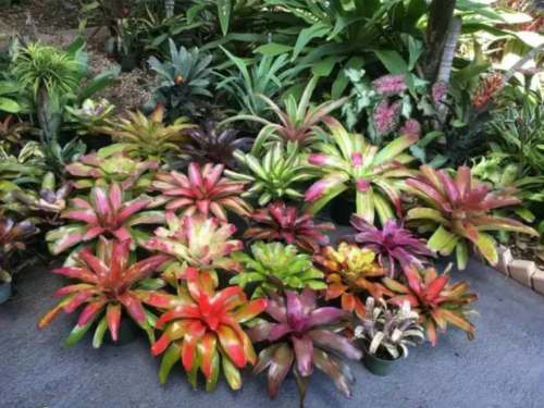 Tanaman bromelia untuk vertical garden tropis