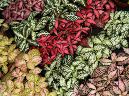 Tanaman fittonia untuk vertical garden tropis