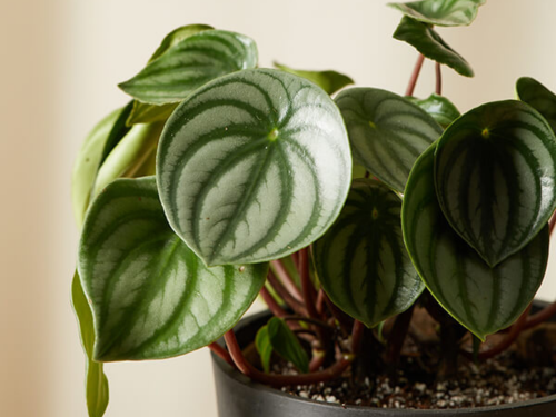 Tanaman peperomia untuk vertical garden tropis