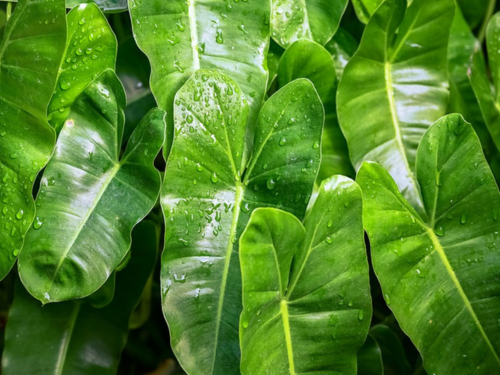 Tanaman Philodendron untuk vertical garden tropis